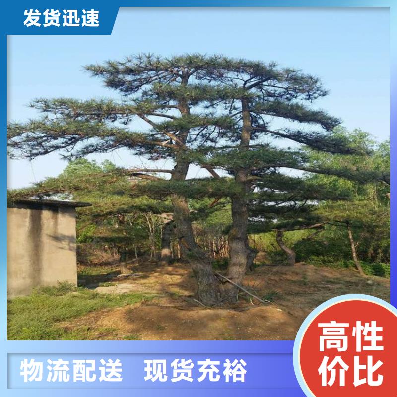  造型松专注细节使用放心本地经销商