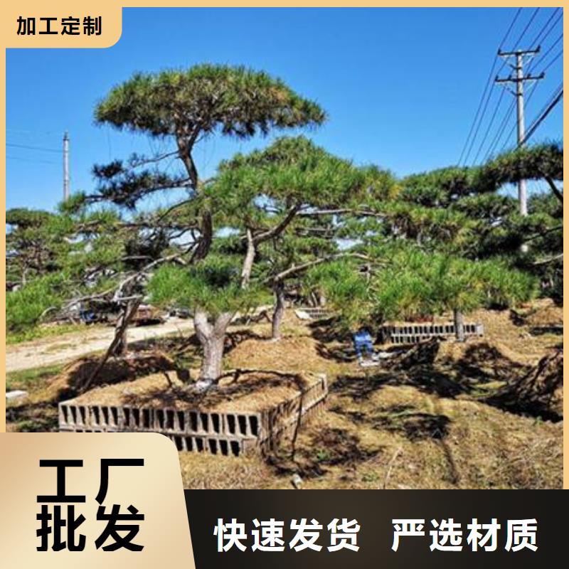 【造型松-平顶松按需设计】本地生产厂家