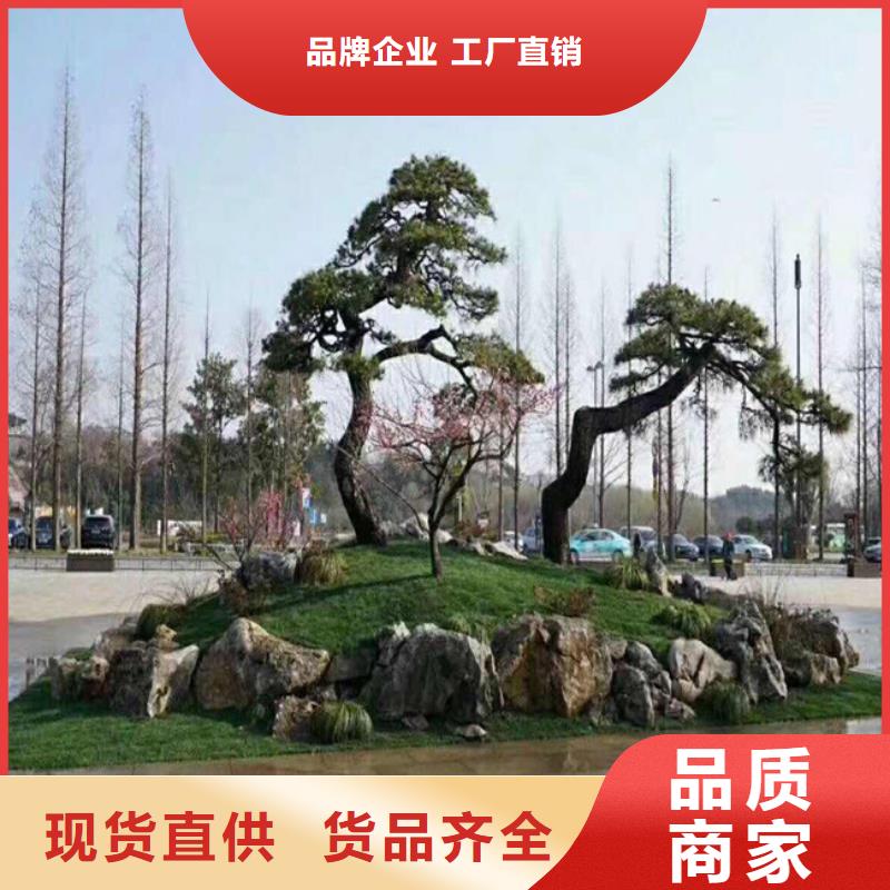 造型松技术先进订制批发