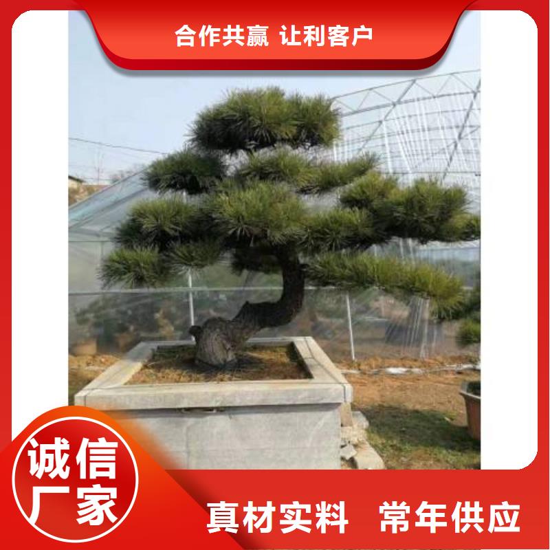 造型松按需设计精工细致打造