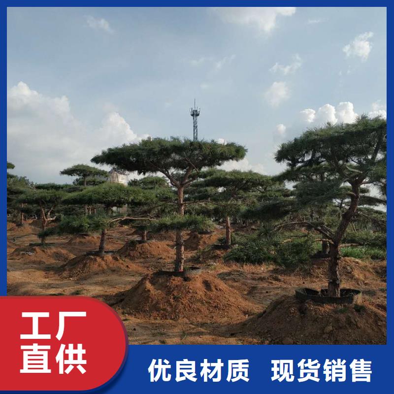 造型松奇石定制批发同城公司