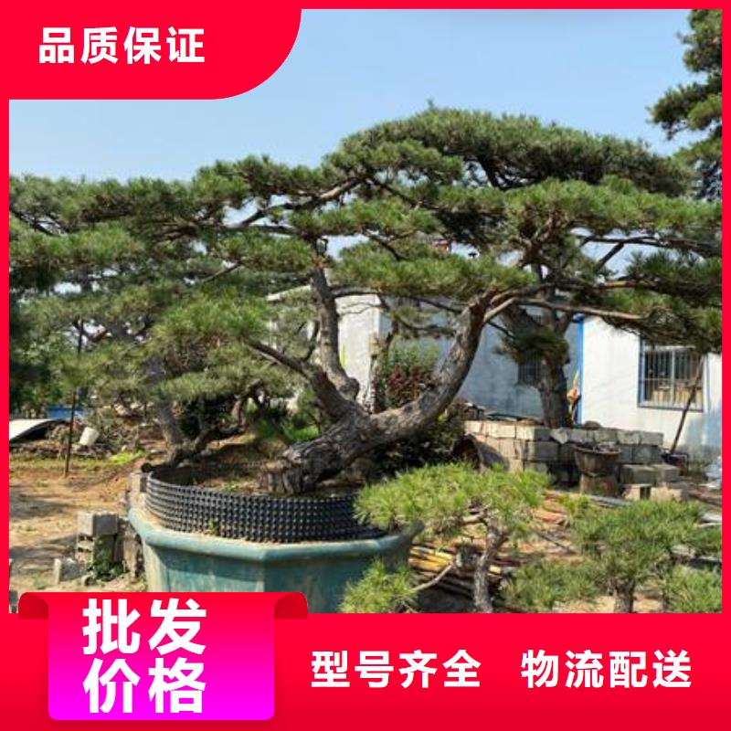 造型松造型油松多年行业经验用品质说话