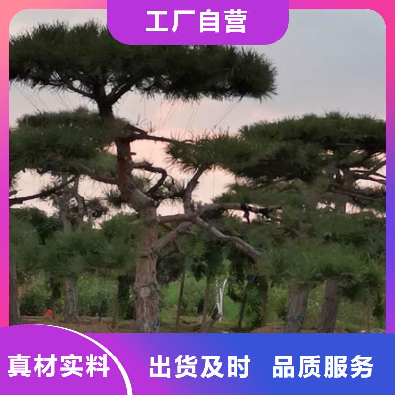 造型松_【造型油松】专注产品质量与服务同城生产厂家