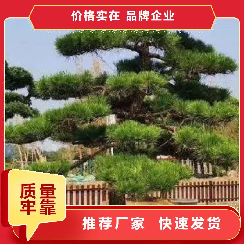 造型松制造厂家专注细节使用放心