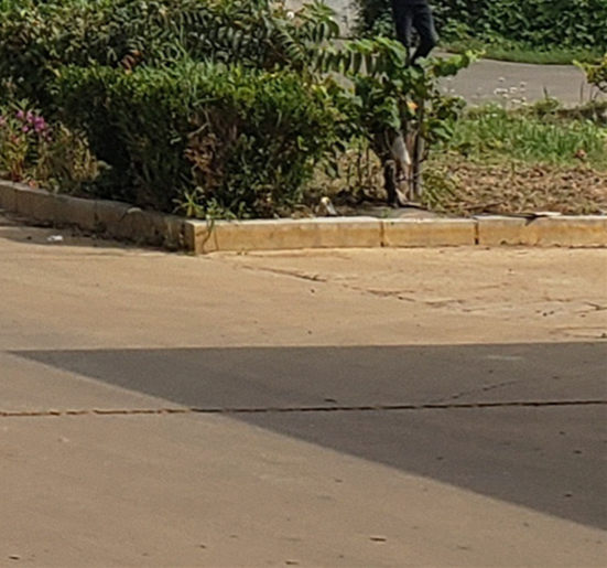 桥梁护栏不用城市景观防护栏支持货到付清同城生产商
