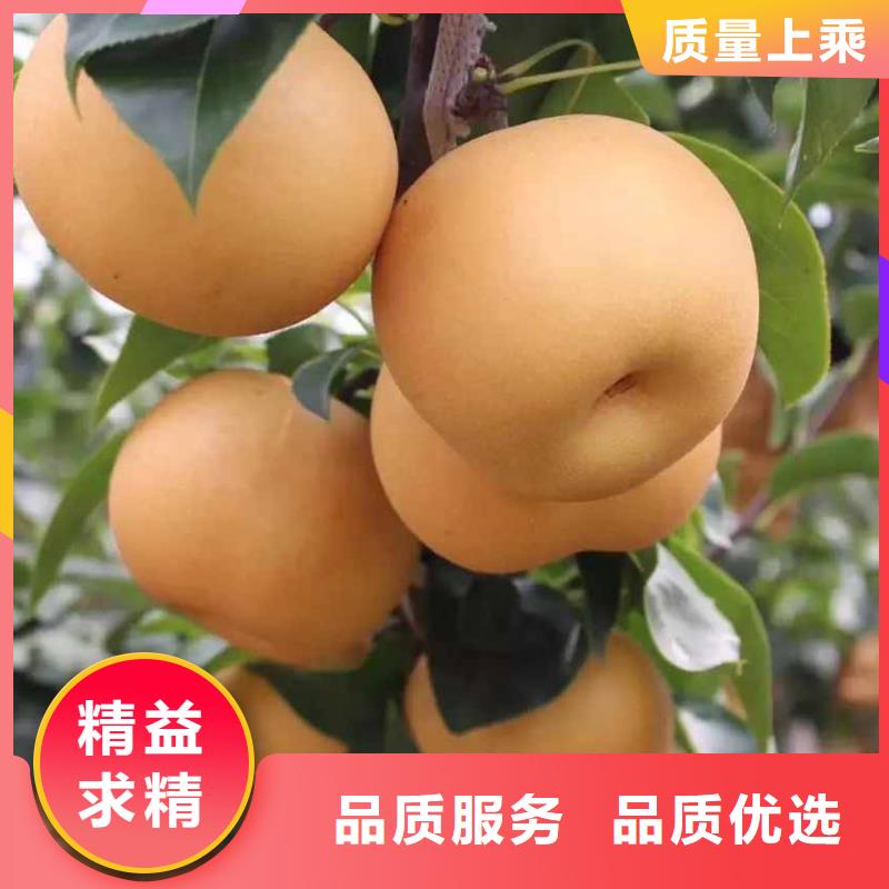 梨海棠苗实地大厂同城服务商