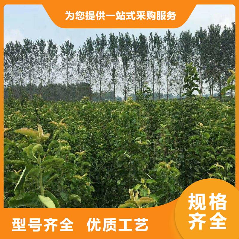 梨_瑞蟠101桃树苗定制速度快工期短质量优选