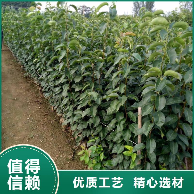 梨红香酥梨树苗质量无忧同城厂家