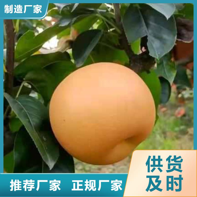 ​梨梨树苗基地现货直发厂家直销大量现货