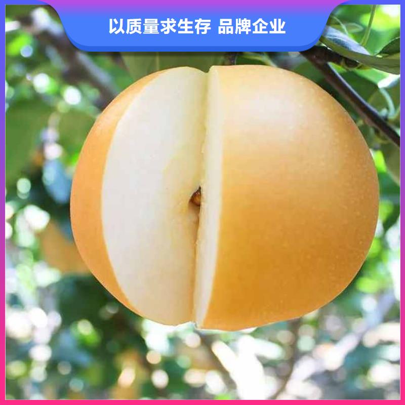梨,瑞蟠101桃树苗源厂供货当地服务商