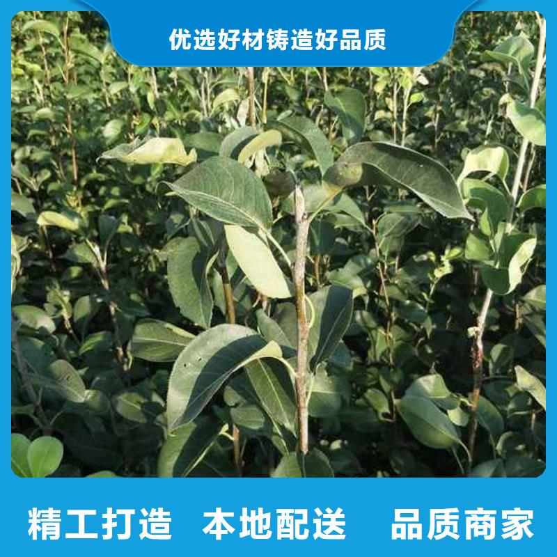梨海棠苗库存齐全厂家直供优良材质