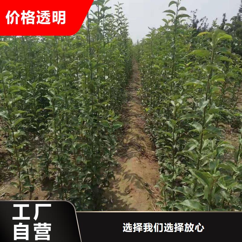 梨北京十四号桃树苗当地厂家值得信赖支持定制加工