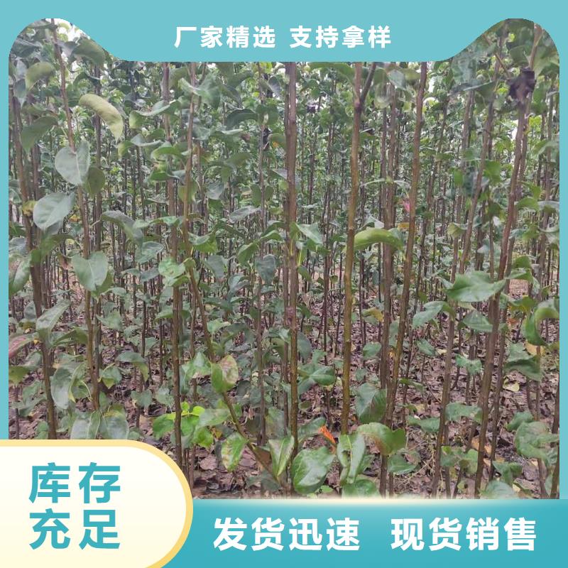 梨瑞蟠101桃树苗专业生产品质保证一个起售