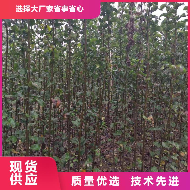 梨_山桃苗敢与同行比服务追求品质