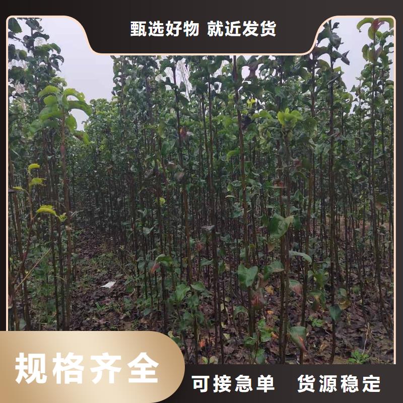 梨秋月梨树苗好货直供以质量求生存