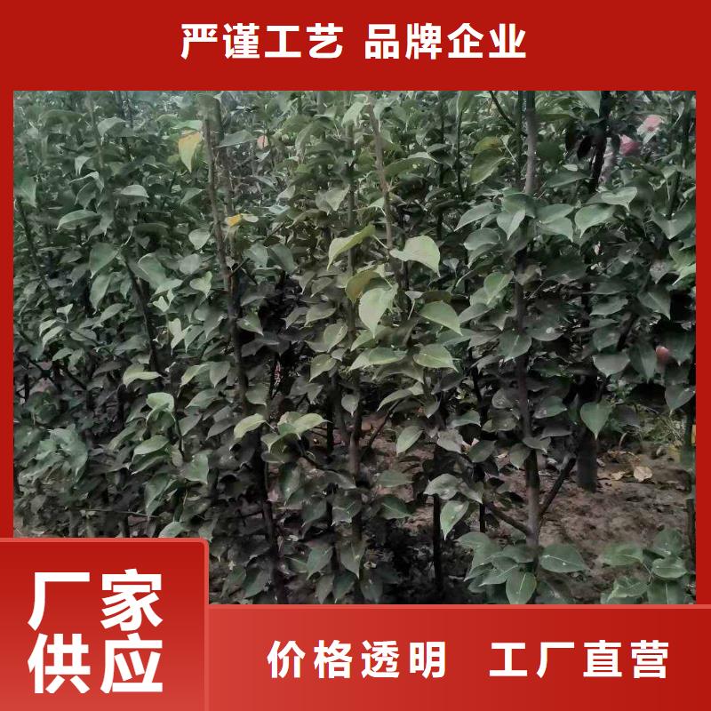 梨,奥红一号梨苗材质实在当地货源