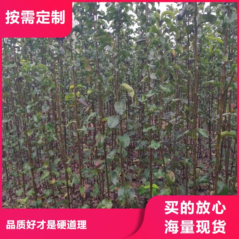 梨毛桃苗厂家品控严格当地生产商
