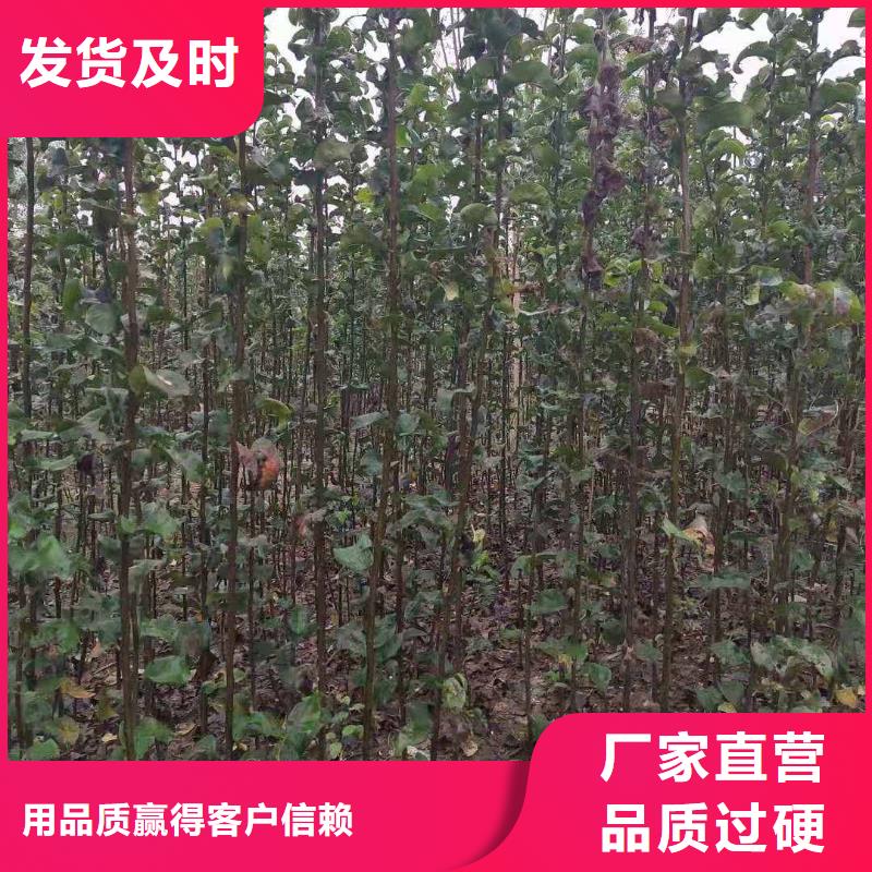 梨_杜梨苗高标准高品质价格实在
