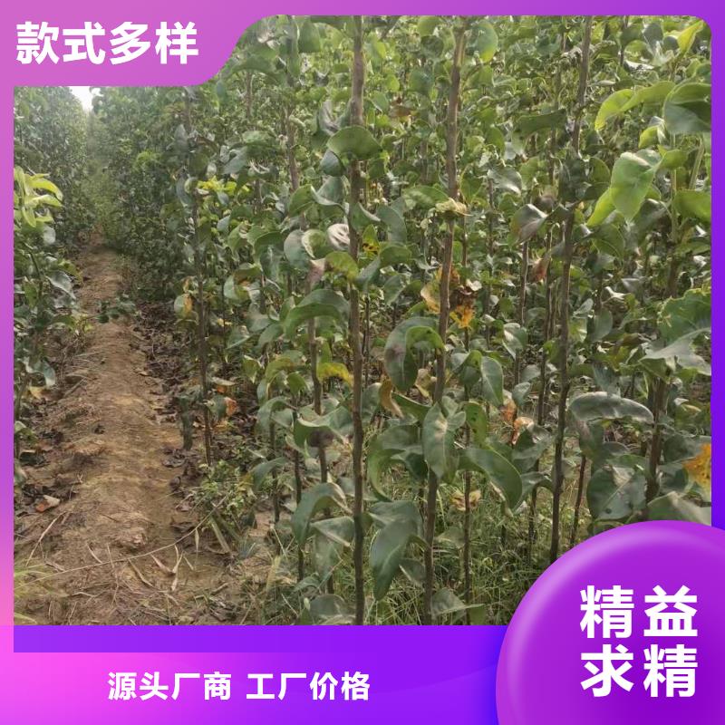 ​梨_皇冠梨树苗一站式采购商可放心采购