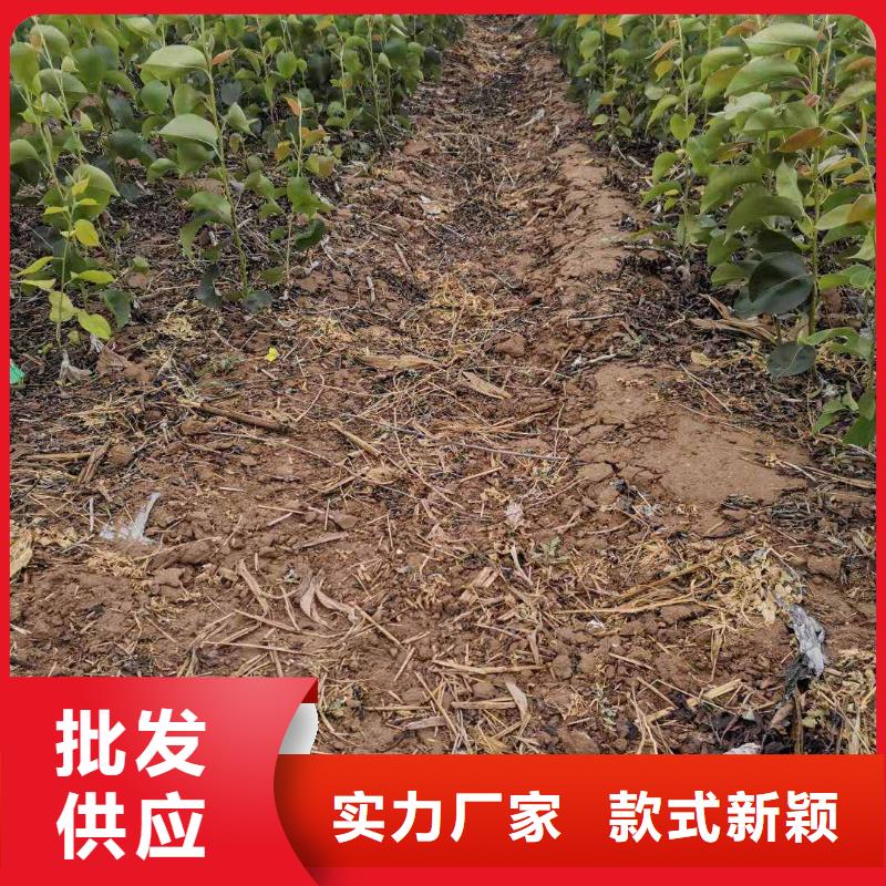 梨【新梨7号梨树苗】实体诚信厂家好产品不怕比