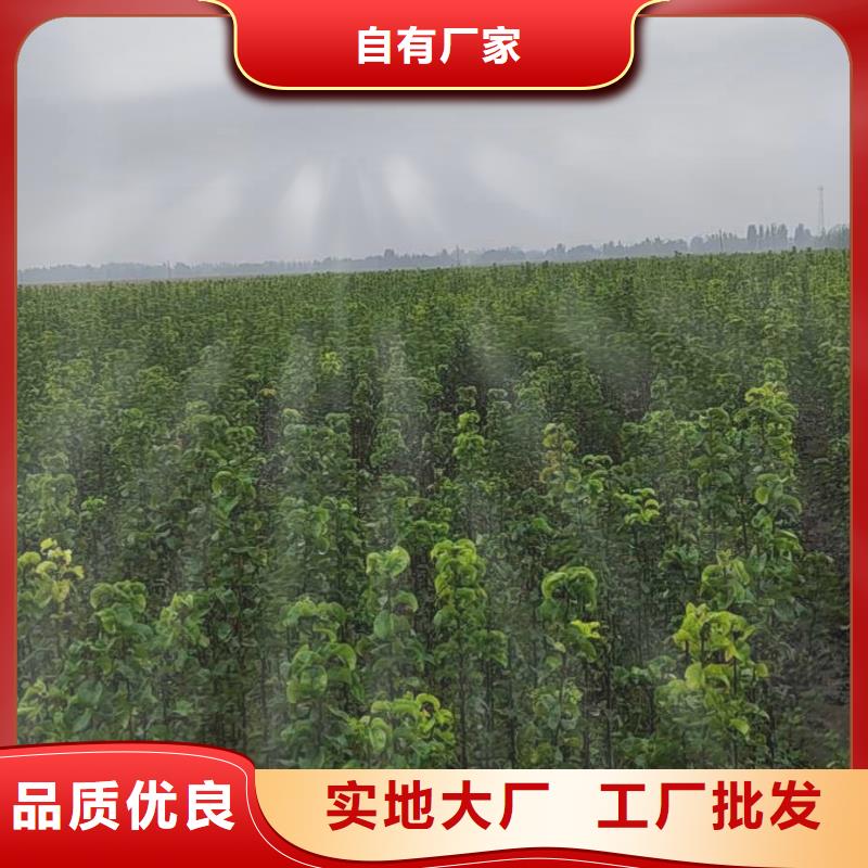 梨梨树苗基地直销厂家当地品牌