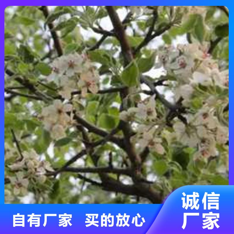 杜梨奥红全红梨树苗0中间商差价实体厂家