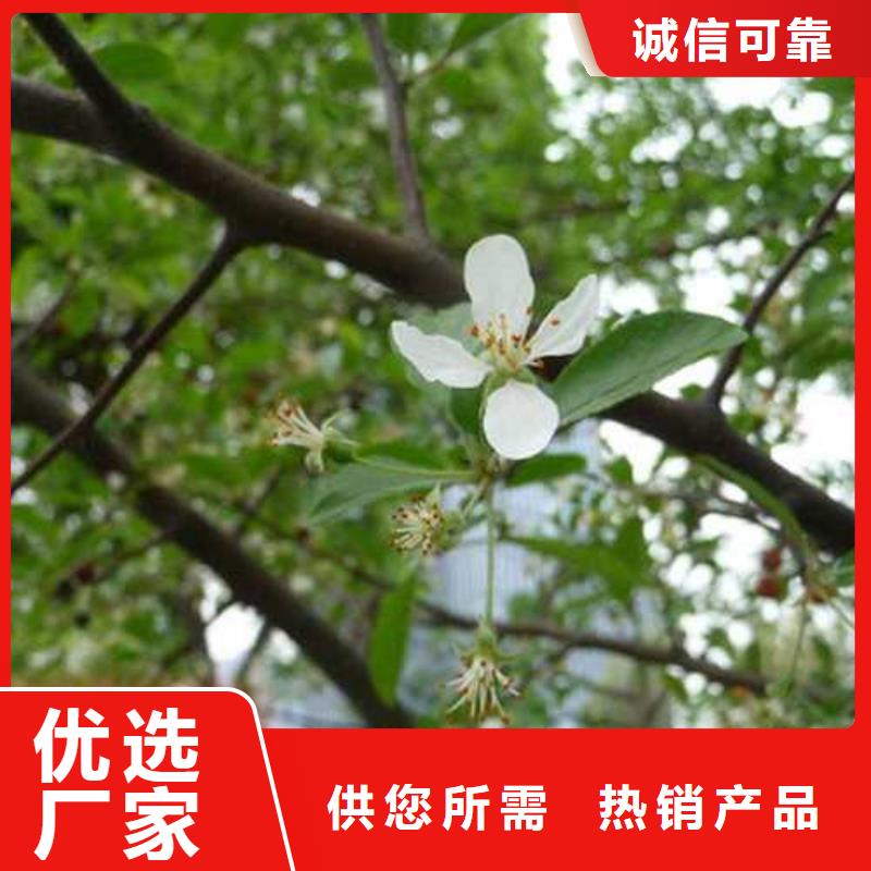 杜梨梨树苗基地用心制作同城生产商