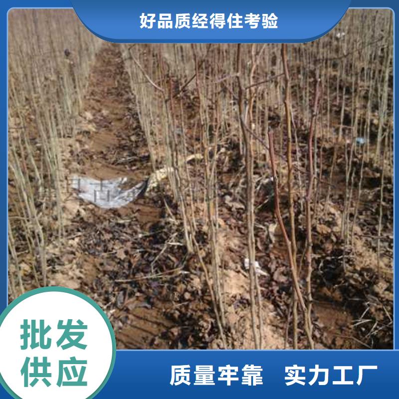 杜梨-【海棠苗】安心购本地制造商