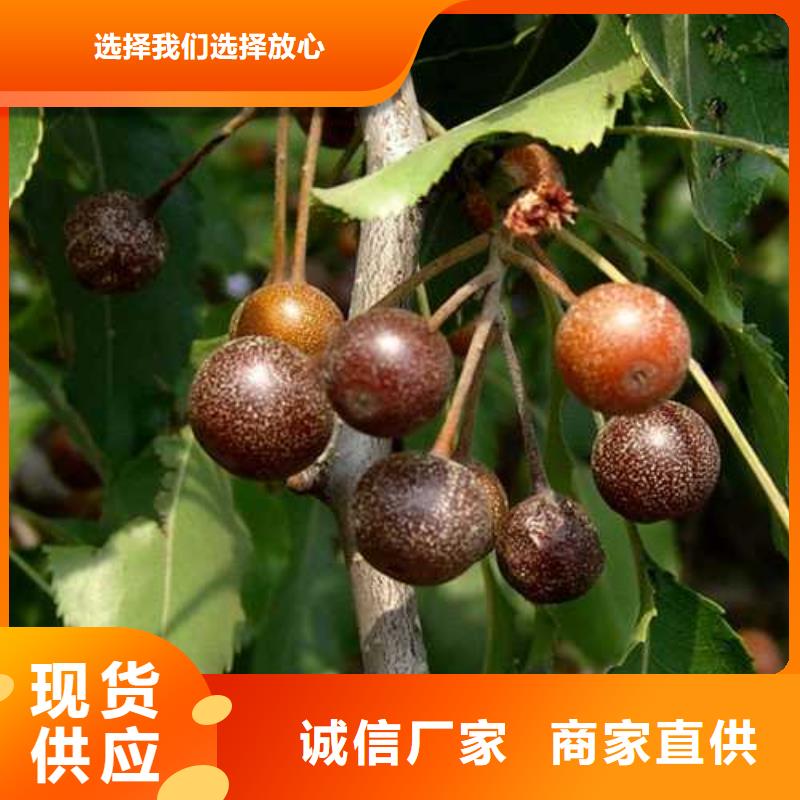 杜梨梨树苗基地厂家规格全细节之处更加用心