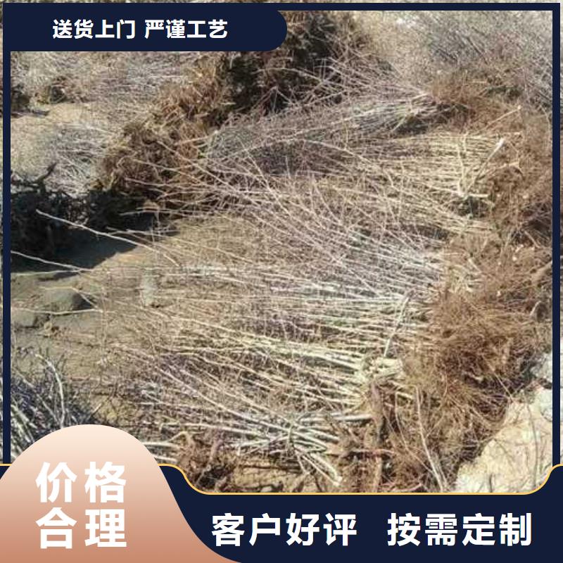 ​杜梨山桃苗厂家直营当地生产厂家