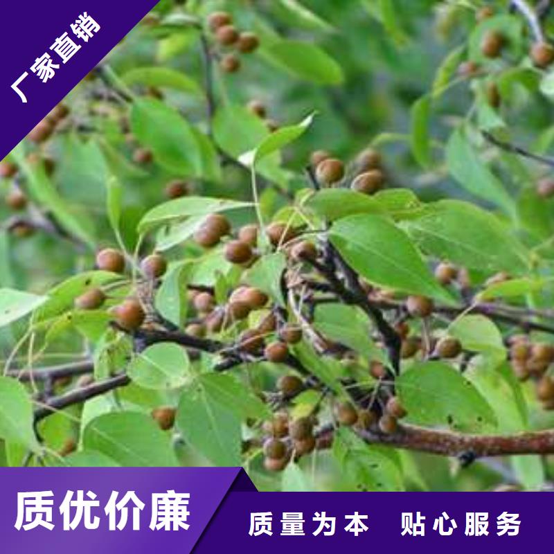 杜梨梨树苗多年经验值得信赖货真价实