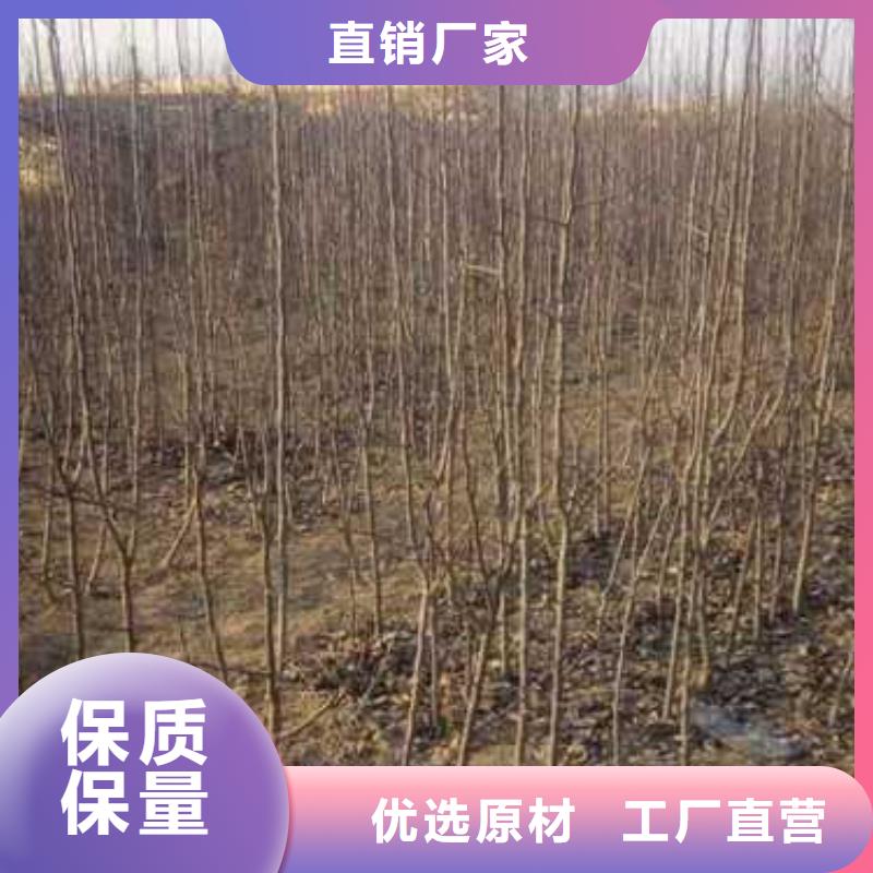 杜梨【香酥梨树苗】批发供应的图文介绍