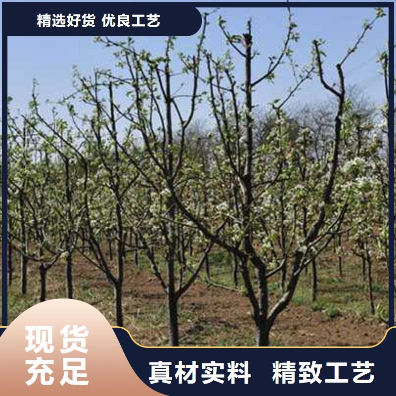 杜梨_梨树苗基地采购以质量求生存