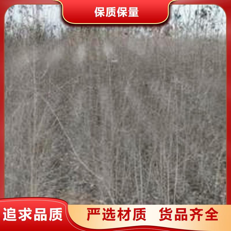 杜梨新梨7号梨树苗品种全大量现货