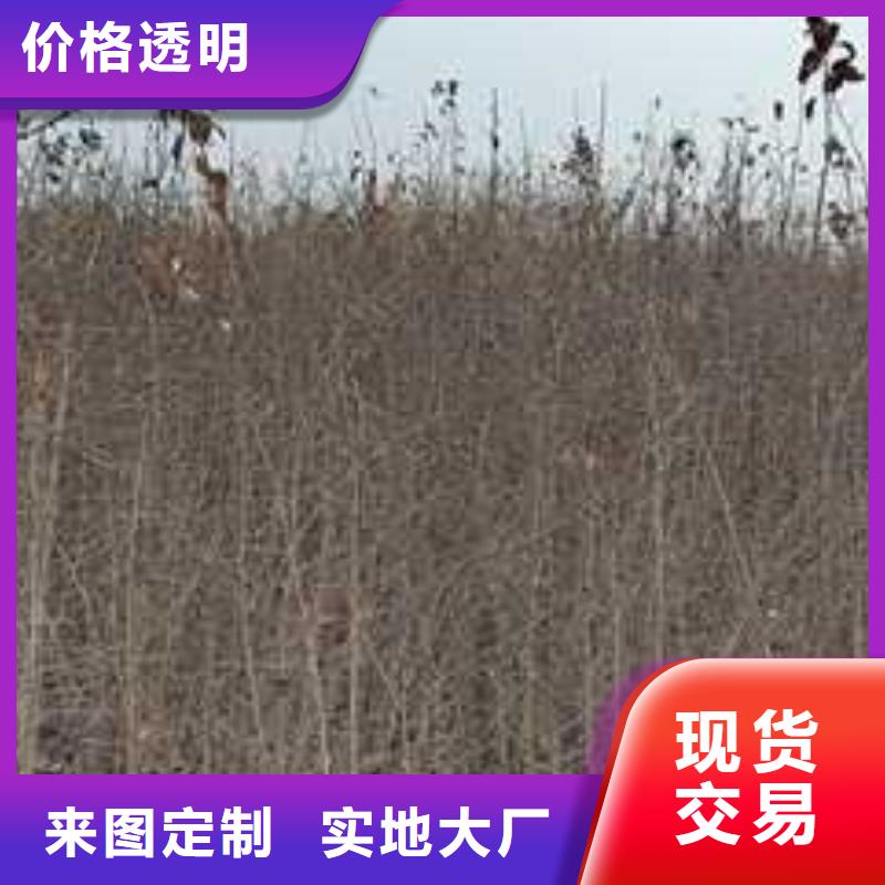 杜梨黄冠梨树苗多种款式可随心选择同城货源
