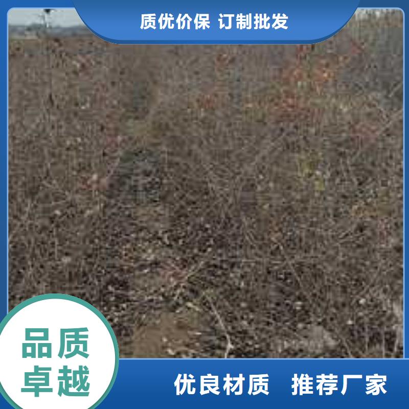 【杜梨_毛桃苗同行低价】同城生产厂家