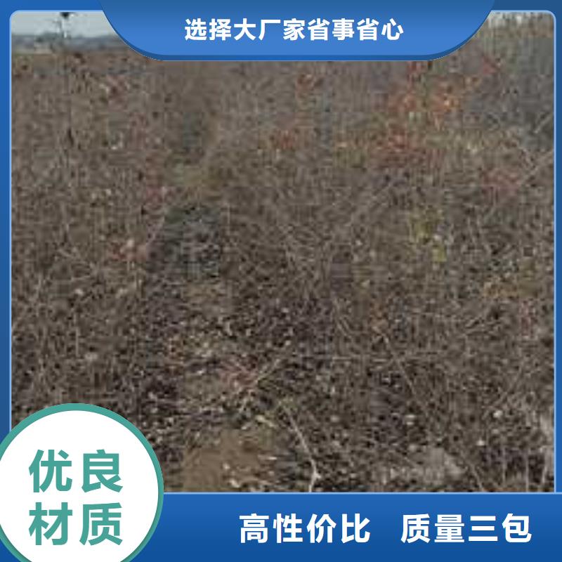 杜梨杜梨苗客户好评技术先进