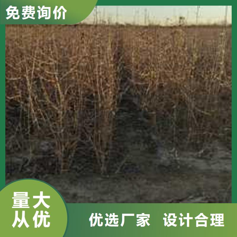 杜梨黄冠梨树苗源头厂家量大价优同城生产厂家