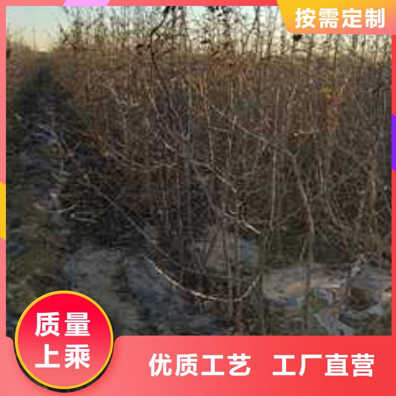 【杜梨】梨树苗基地一站式厂家好产品价格低