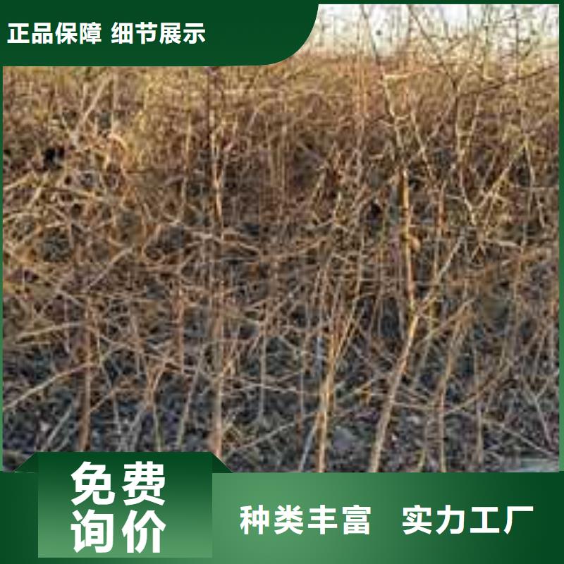 杜梨山桃苗细节决定成败本地供应商