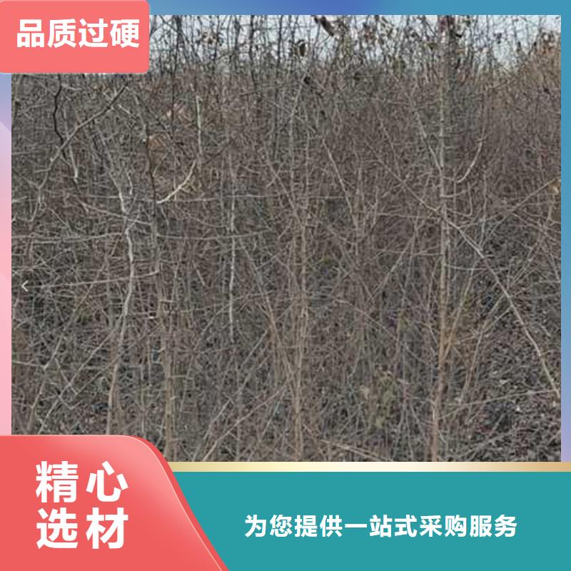杜梨红香酥梨树苗一站式采购货真价实