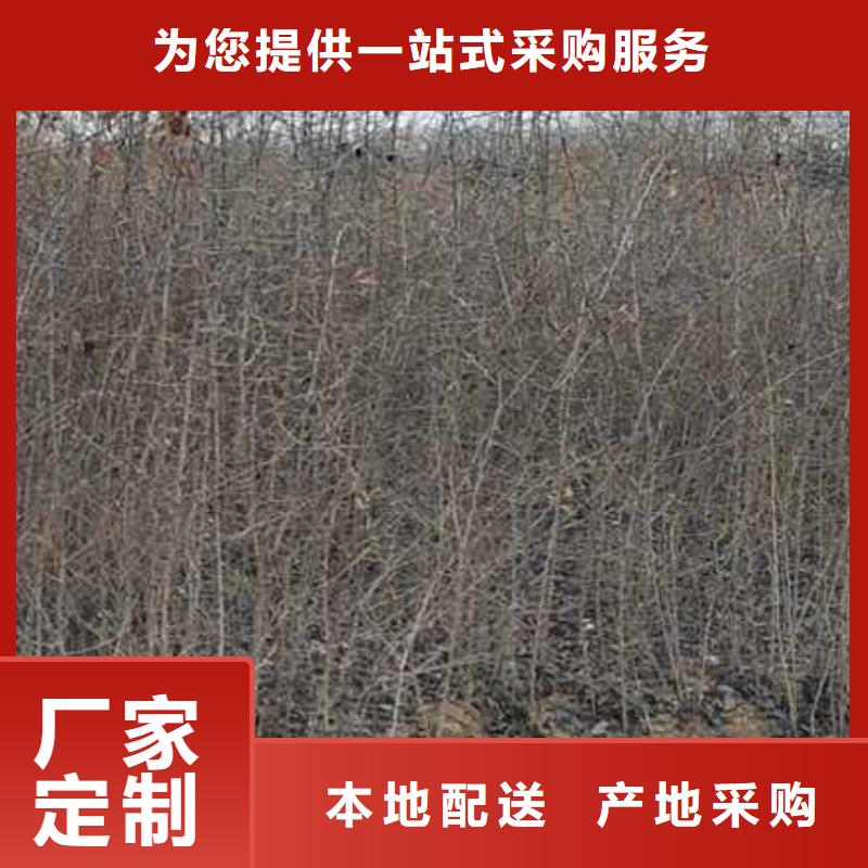 杜梨杜梨苗通过检测源头厂家经验丰富