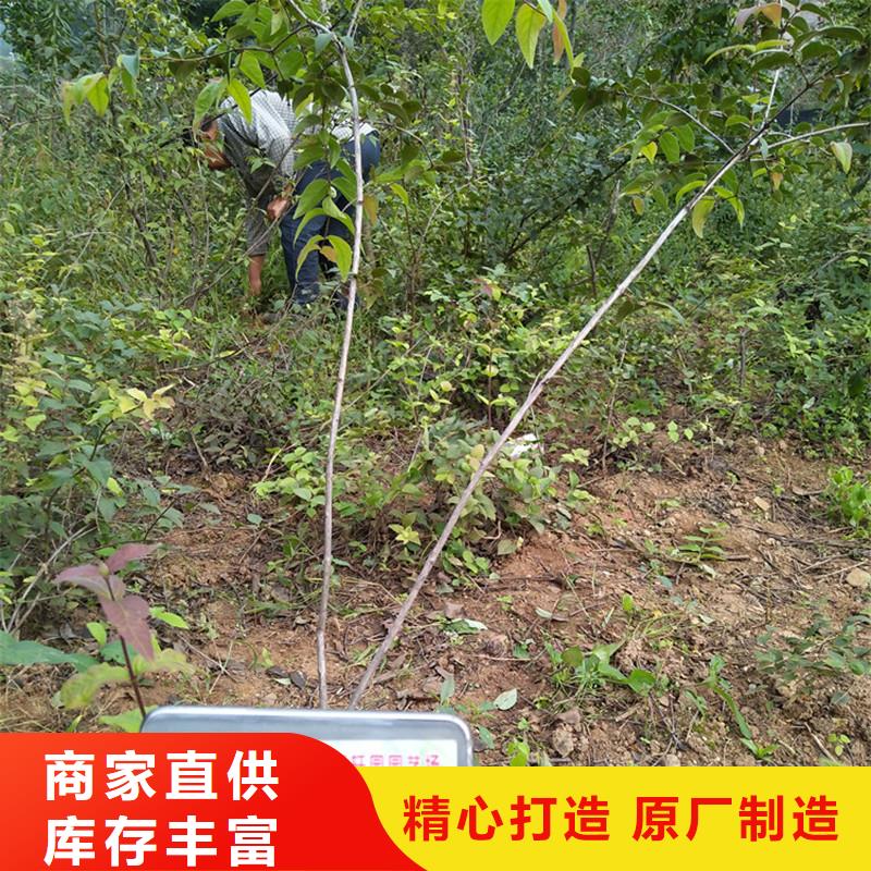【杈杷果杏树苗厂家规格全】拥有核心技术优势