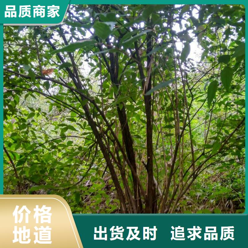 杈杷果樱桃苗市场行情厂家直销