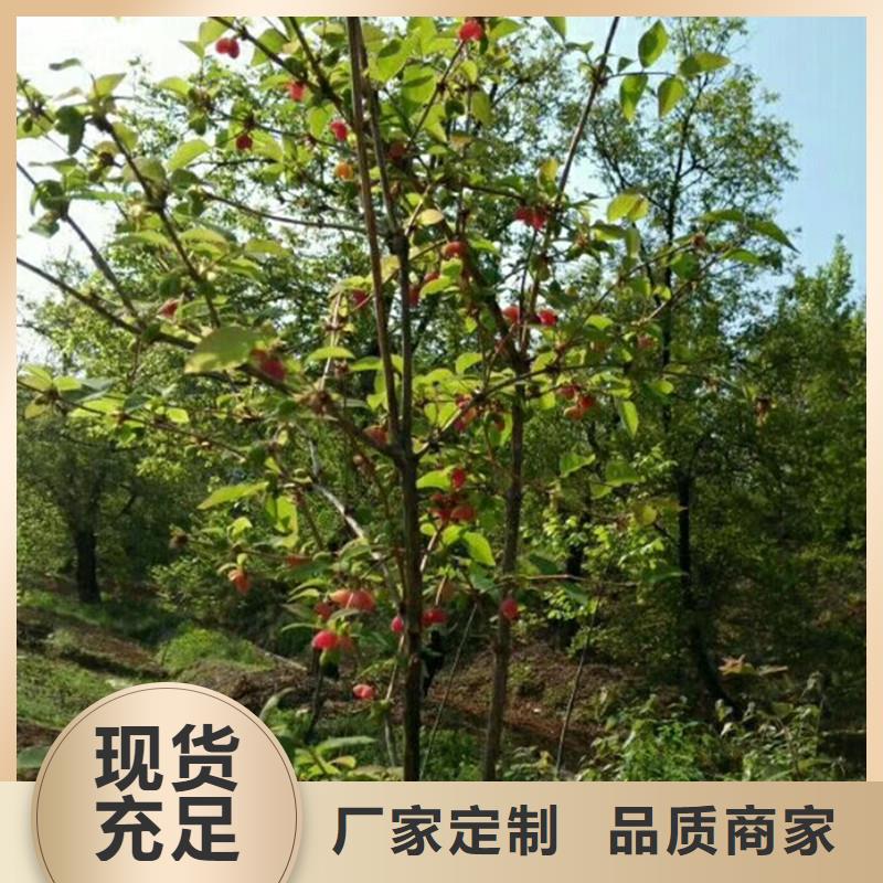 ​杈杷果【苹果苗】专业生产品质保证追求细节品质