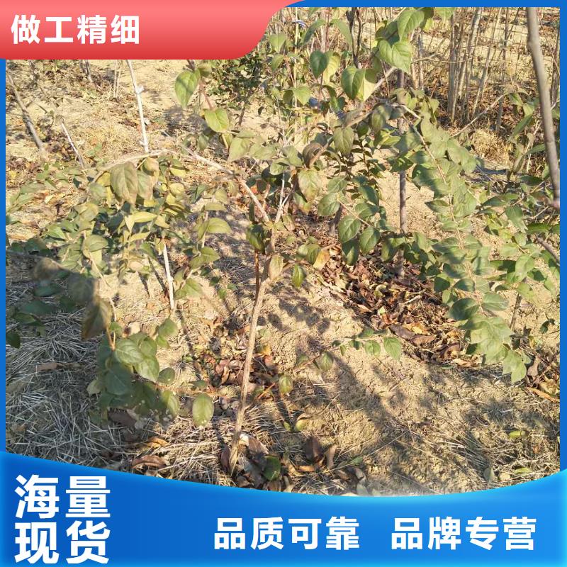 杈杷果桃树苗厂家新品同城品牌
