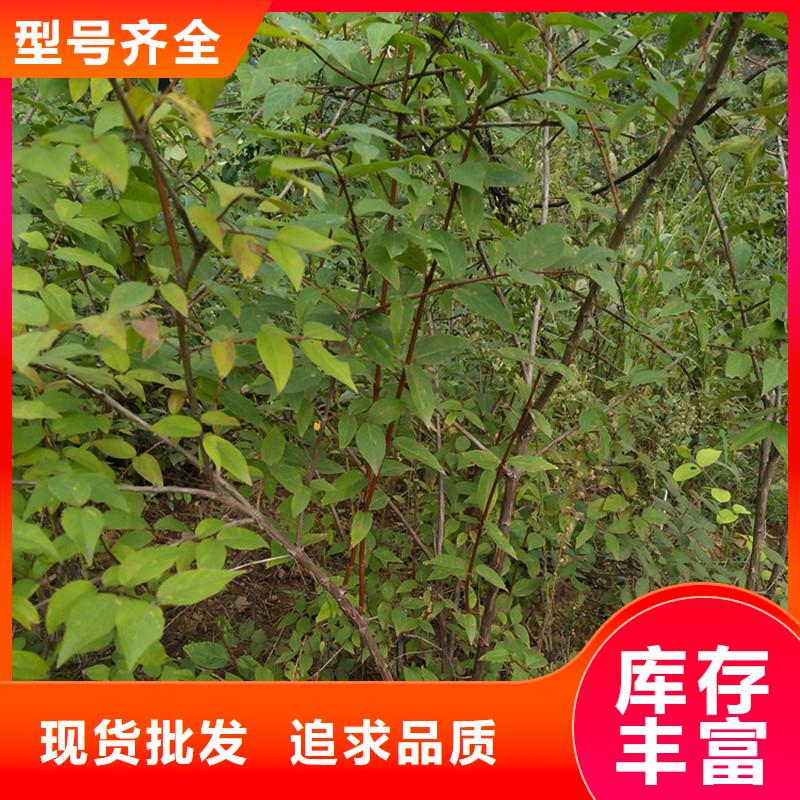 杈杷果【苹果苗】常年供应当地货源