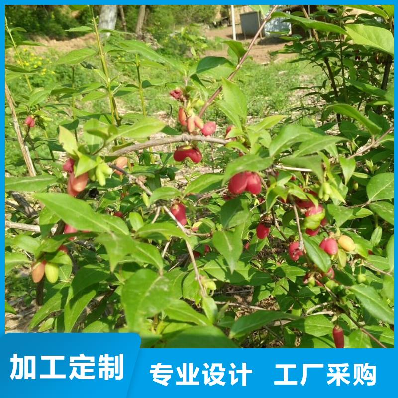 【杈杷果桃树苗N年生产经验】品质可靠