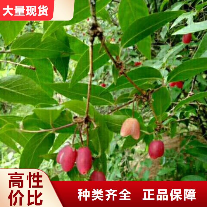 杈杷果_樱桃苗匠心工艺本地生产商