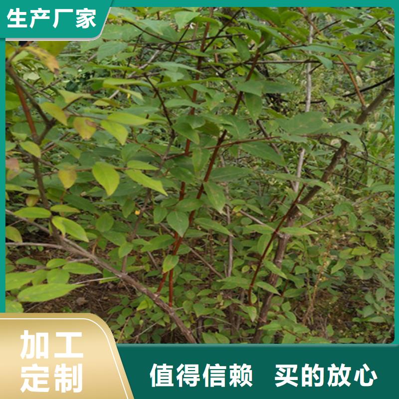 杈杷果红石榴苗基地欢迎来电询价价格实在